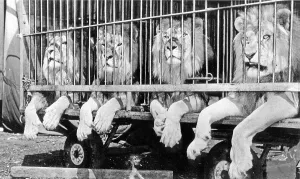 Four lions in the cage of a circus