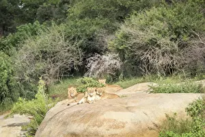 Lions laying on rocks in the Kruger National Park