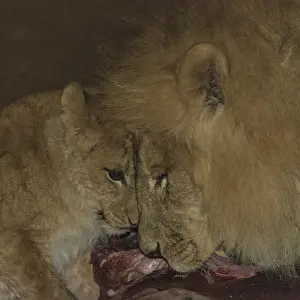 Lions (Panthera leo) feeding, Namibia, Africa