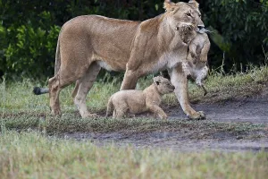 Lions (Panthera leo), lioness carrying disabled cub