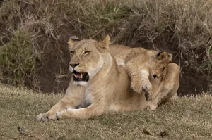 Lions (Panthera leo), lioness, cub