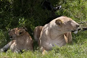Lions (Panthera leo), Masai Mara