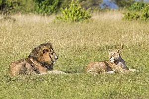 Lions (Panthera leo), pair of animals before mating