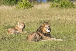 Lions (Panthera leo), pair of animals after mating