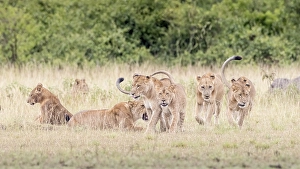 Lions (Panthera leo), Queen Elizabeth National Park
