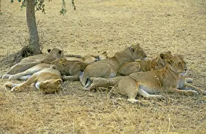 Lions (Panthera leo), Serengeti