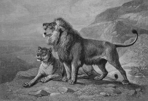 Lions (Panthera leo), woodcut, historical engraving