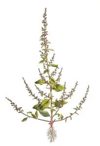 Lipandra polysperma, Syn. common name manyseed goosefoot (Chenopodium polyspermum)