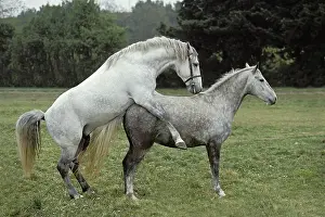 Lipizzaner horse, mating