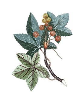 Liquidambar styraciflua, American sweetgum