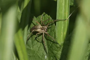 List spider
