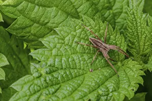 A list spider (Pisaura mirabilis) sits on a large