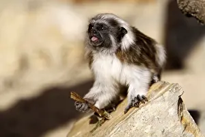 Liszt monkey