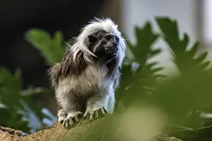 Liszt monkey (Saguinus oedipus)