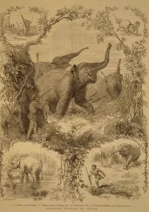Lithographs elephant hunting in Ceylon, sri Lanka, As ia