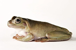 Litoria caerulera
