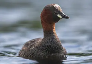 Littele Grebe, Tachybaptus Ruficollis