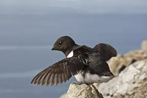 Little Auk (Alle alle) adult, summer plumage