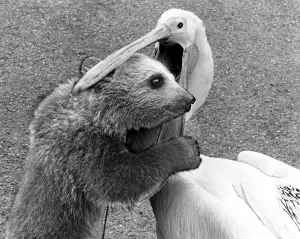 Little bear in the beak of a pelican