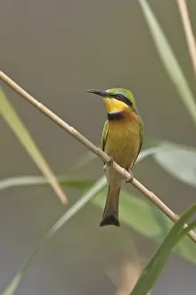 Little Bee-eater (Merops pusillus)