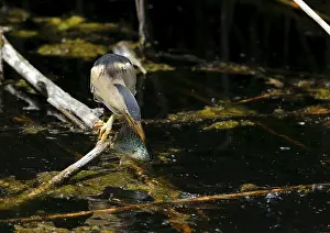 Little bittern Ixobrychus catches a sunbass