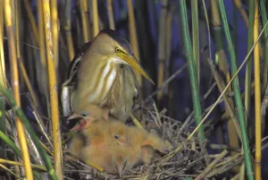 Little Bittern (Ixobrychus minutus)