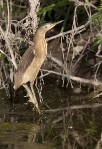 Little Bittern (Ixobrychus minutus)