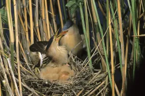 Little bittern (Ixobrychus minutus)