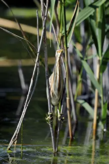 Little bittern (Ixobrychus minutus)