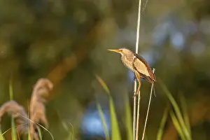 Little bittern (Ixobrychus minutus)