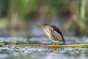 Little Bittern (Ixobrychus minutus)