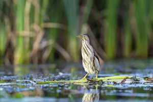 Little Bittern (Ixobrychus minutus)