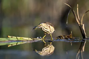 Little Bittern (Ixobrychus minutus)