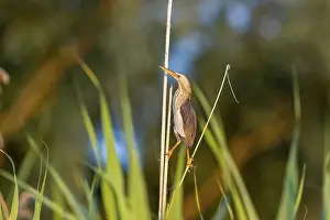 Little bittern (Ixobrychus minutus)