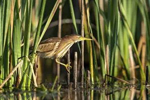 Little Bittern (Ixobrychus minutus)