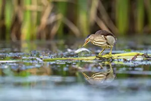 Little Bittern (Ixobrychus minutus)