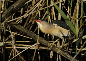 Little bittern, Ixobrychus minutus