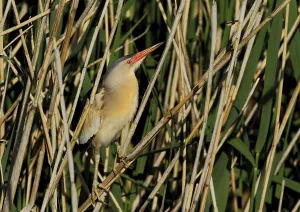 Little bittern, Ixobrychus minutus