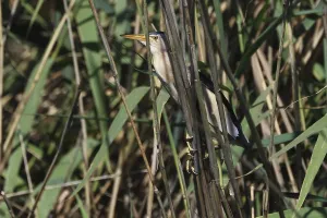 Little bittern, Ixobrychus minutus