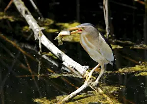 Little bittern, Ixobrychus minutus