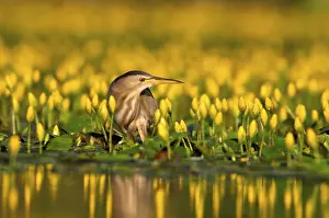 Little Bittern (Ixobrychus minutus) hunting for prey