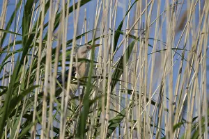 Little Bittern, Ixobrychus minutus, Little Bittern