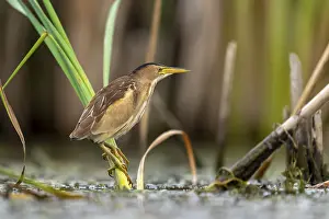 Little Bittern (Ixobrychus minutus) sitting on reed stalk