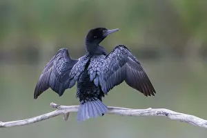 Little Black Cormorant (Phalacrocorax sulcirostris)