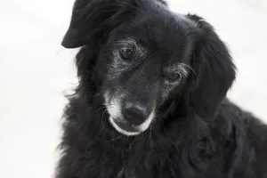 Little black dog looks unhappy, portrait, cut out
