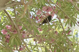 Little blackbird perched on the branch of a tree with pink flowers