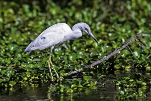Little Blue Heron