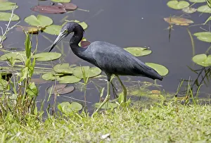 Little Blue Heron (Egretta caerulea)