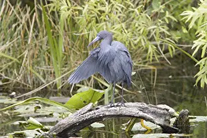 Little Blue Heron (Egretta caerulea)