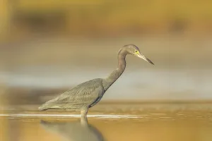 Little Blue Heron (Egretta caerulea) foraging